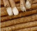 Nutrition And Health Of Fresh Burdock Root